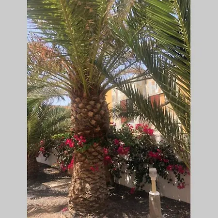 公寓 Summer Complex Amaya Fuerteventura *